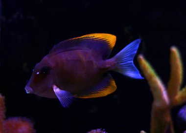 Kıldiş Tomini Tang - (Ctenochaetus tominiensis) 