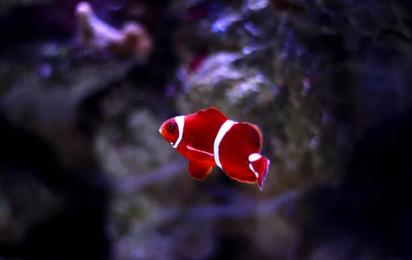 Amphiprion Goldflake Maroon Premnas Biaculeatus — Zdjęcie stockowe