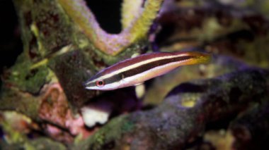 Sarıkuyruk temiz Wrasse (Larabicus sp.)