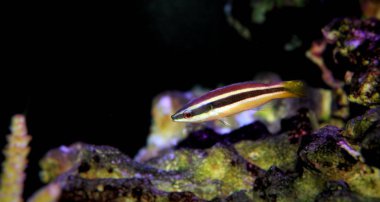 Sarıkuyruk temiz Wrasse (Larabicus sp.)
