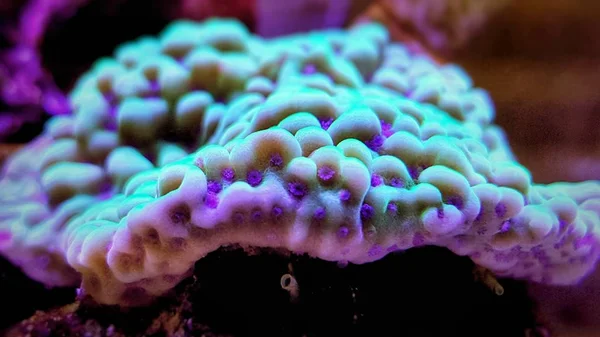 Macro Tiro Pequeños Pólipos Montipora Sps Coral Acuario Agua Salada — Foto de Stock