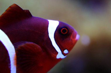Tuzlu su resif akvaryum tankı içinde izole sahne anda kırmızı Maroon clownfish