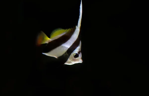 Heniochus Zwartwit Butterflyfish Heniochus Acuminata — Stockfoto