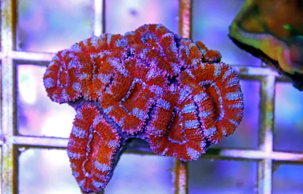 Acanthastrea Lordhowensis Coral Lps — Fotografia de Stock