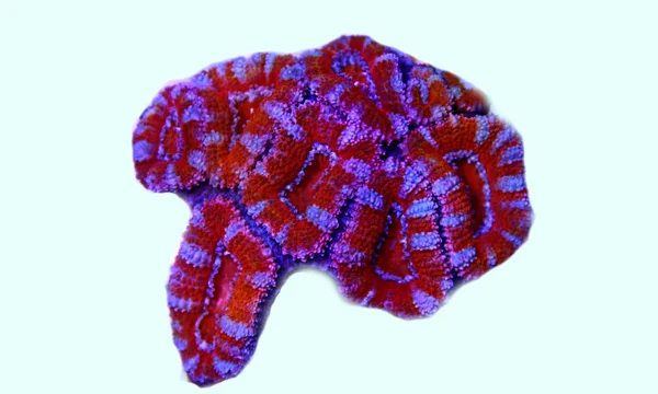 Acanthastrea Lordhohsis Lps Coral — стоковое фото