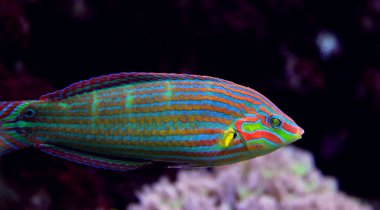 Hoeven'ın Wrasse (Halichoeres melanurus)