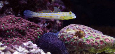 Diamond Watchman Goby (Valenciennea puellaris) clipart