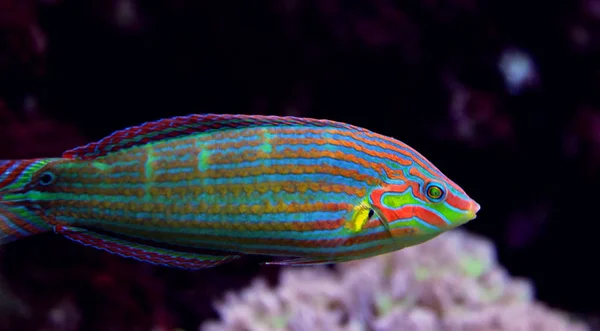 Hoeven Wrasse Halichoeres Melanurus — стоковое фото