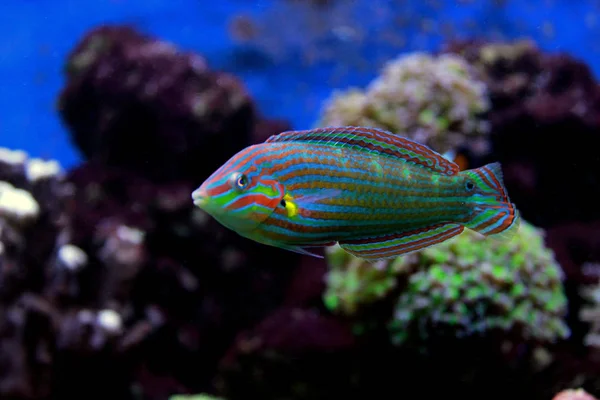 Wrasse Hoeven Halichoeres Melanurus — Zdjęcie stockowe