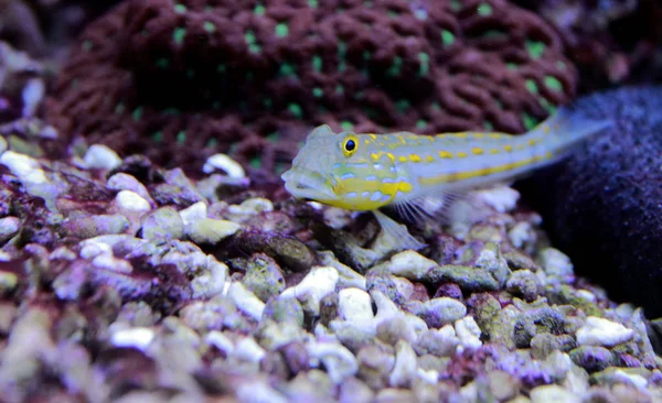 Diamante Watchman Goby Valenciennea Puellaris — Fotografia de Stock