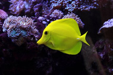 Zebrasoma Hawaiian sarı tang balık