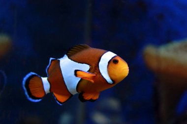 Amphiprion Ocellaris Palyaço Balığı 