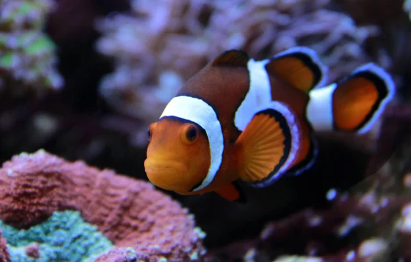 Amphiprion Ocellaris Palyaço Balığı — Stok fotoğraf