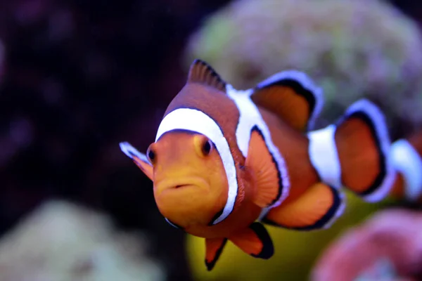Amphiprion Ocellaris Klown Ryba — Zdjęcie stockowe