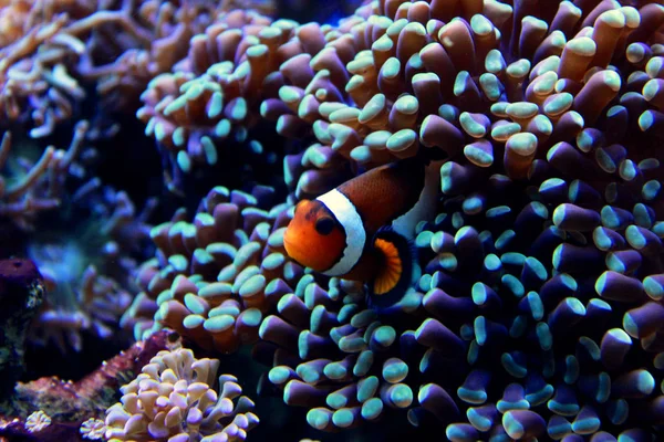 Amphiprion Ocellaris Clown Fish — Stock Photo, Image