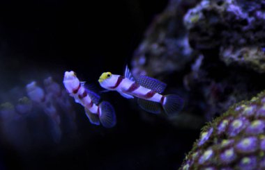 Uzun Fin kırmızı şeritli kayabalığı - (Stonogobiops nematodlar) 