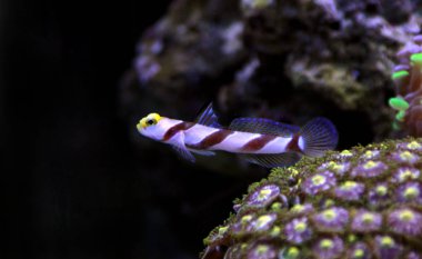 Uzun Fin kırmızı şeritli kayabalığı - (Stonogobiops nematodlar) 