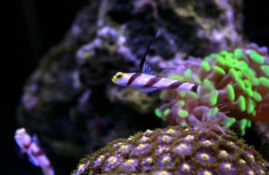 Uzun Fin kırmızı şeritli kayabalığı - (Stonogobiops nematodlar) 