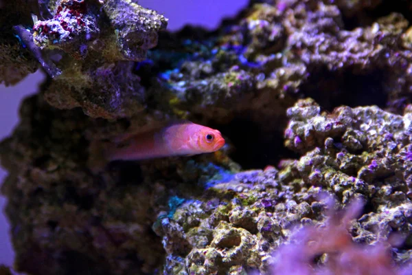 Dottyback Allungato Rosso Pseudochromis Elongatus — Foto Stock