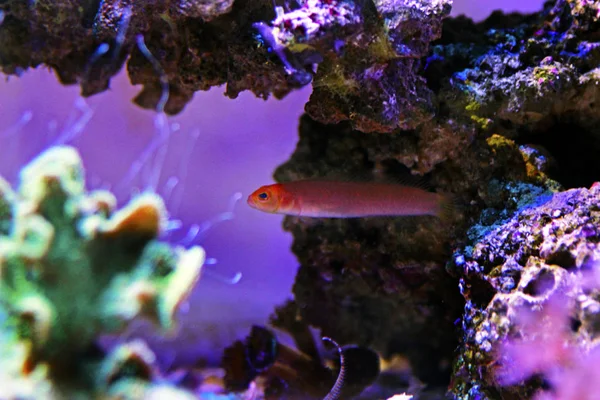 Vörös Elongated Dottyback Pseudochromis Elongatus — Stock Fotó