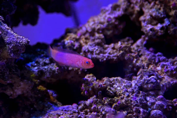 Червоний Elongated Dottyback Pseudochromis Elongatus — стокове фото