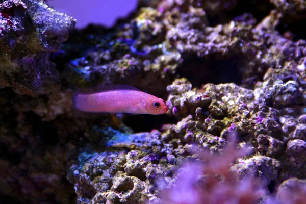 Kırmızı Uzamış Dottyback Pseudochromis Elongatus — Stok fotoğraf