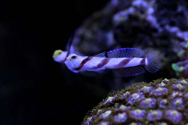 Long Fin Red Banded Goby Stonogobiops Nematodes — Stock Photo, Image