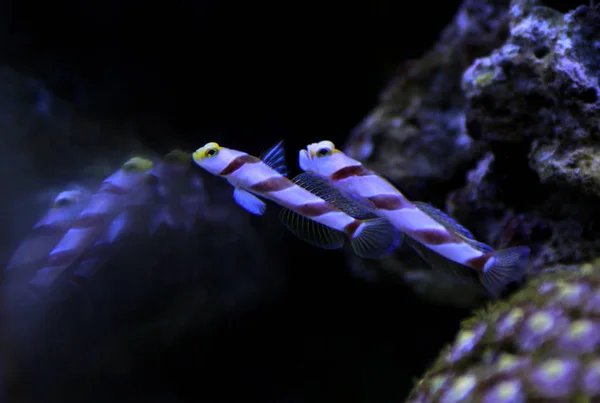 Aleta Larga Goby Con Banda Roja Stonogobiops Nematodes —  Fotos de Stock