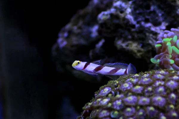 Lange Flosse Rotgebänderte Grundel Stonogobiops Nematoden — Stockfoto