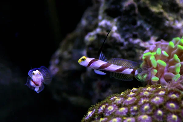 Lange Flosse Rotgebänderte Grundel Stonogobiops Nematoden — Stockfoto