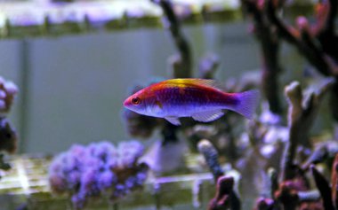 Çok renkli Lubbock peri Wrasse  