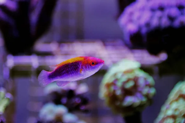 Multicolor Lubbock Fairy Wrasse — Stock Photo, Image