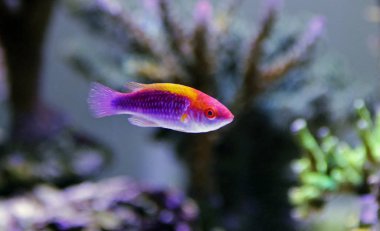 Çok renkli Lubbock peri Wrasse  
