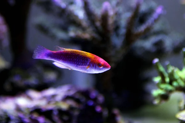 Multicolor Lubbock Fairy Wrasse — Stock Photo, Image