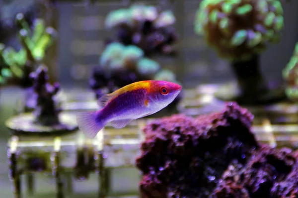 Multicolor Lubbock Fairy Wrasse — Stock Photo, Image