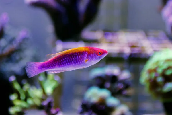 Multicolor Lubbock Fairy Wrasse — Stock Photo, Image