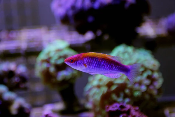 Multicolor Lubbock Fairy Wrasse — Stock Photo, Image