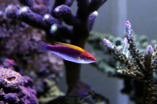 Multicolor Lubbock Fairy Wrasse Cirrhilabrus Lubbocki — Stock Photo, Image