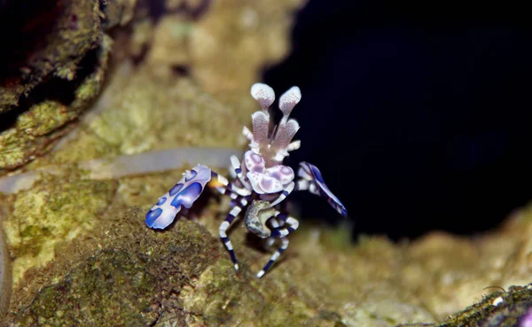 Crevettes Arlequines Dans Réservoir Frigorifique — Photo