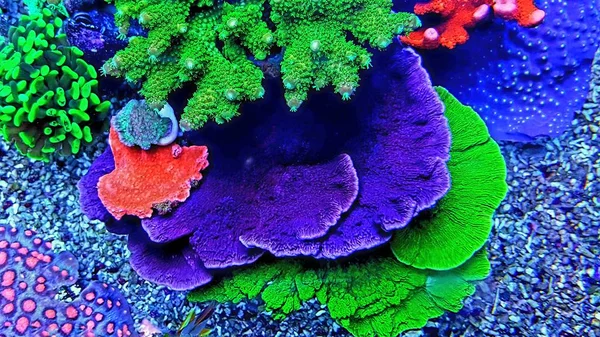 Montipora Candy Cap Coral Montipora Capricornis — Foto Stock