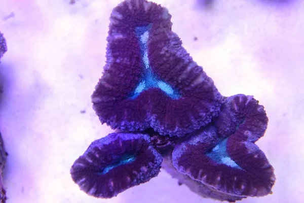 Brain Coral, Lobophyllia (Lobophyllia hemprichii)