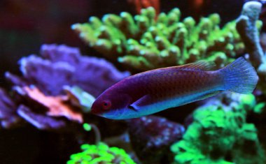 Ruby on Rails kafa peri Wrasse - Cirrhilabrus cyanopleura