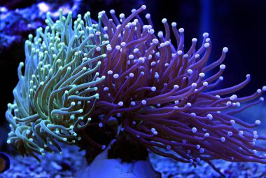 Meşale mercan - (Euphyllia glabrescens)
