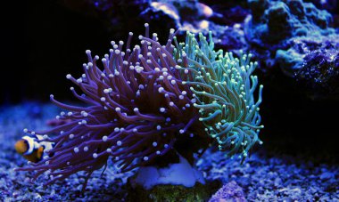Meşale mercan - (Euphyllia glabrescens)