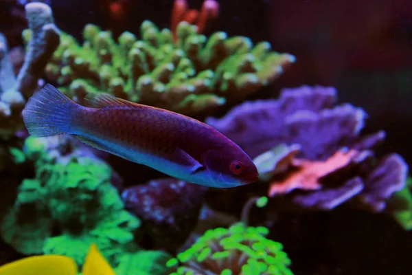 Ruby Hoofd Fairy Wrasse Cirrhilabrus Cyanopleura — Stockfoto