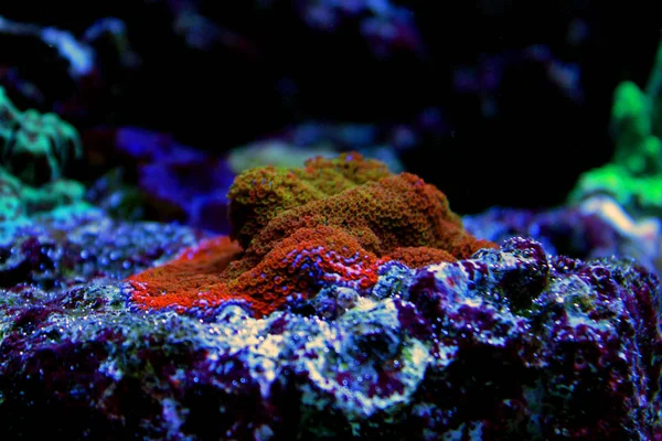 Montipora sps mercan içinde atış (Montipora undata kapatın) 