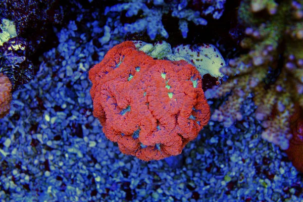 Blastomussa Lps Coral Blastomussa Wellsi — Fotografia de Stock