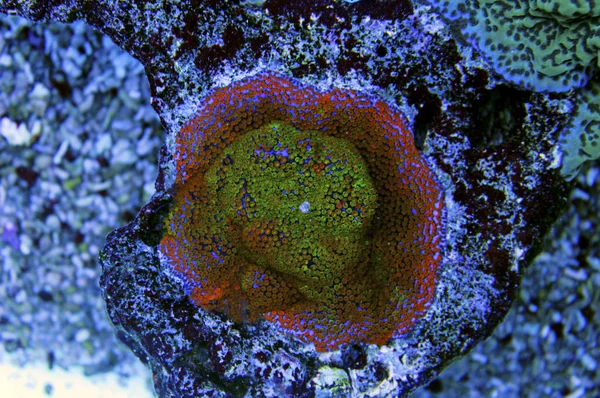 Montipora Sps Coral Perto Montipora Undata — Fotografia de Stock