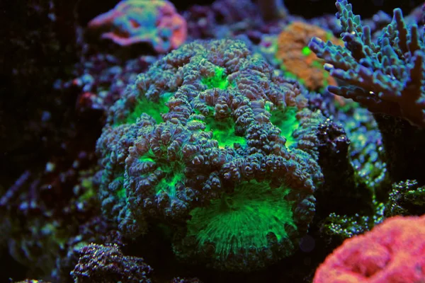 Blastomussa Lps mercan - (Blastomussa wellsi)