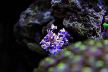 Palyaço karides (Hymenocera elegans)